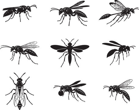 Mud Dauber Wasp with Long Body and Thin Waist