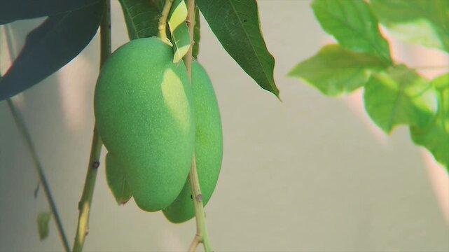 Green mango hanging on tree branch with leaves natural sunlight tropical fruit agriculture garden fresh organic summer footage