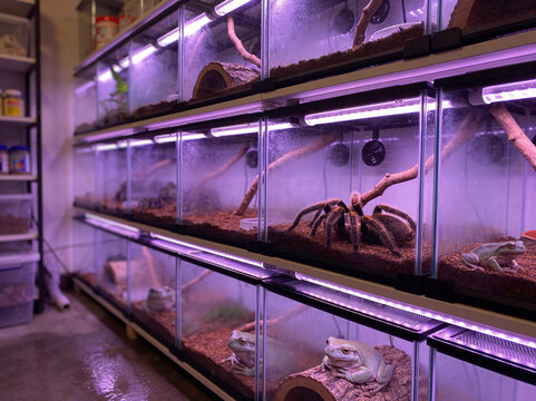 Professional exotic pet room with rows of glass terrariums, tarantulas and frogs in bioactive enclosures, organized reptile breeding setup with UV lighting and substrate, hobbyist collection room.