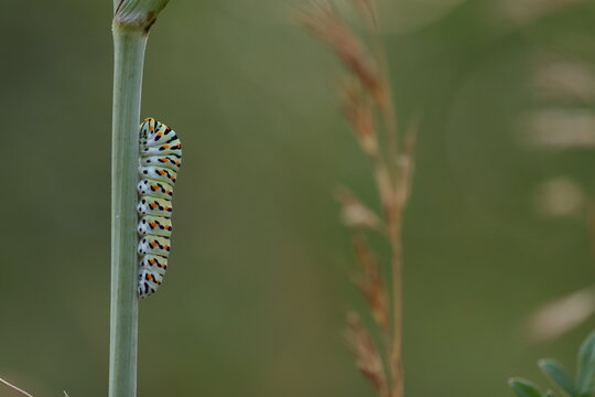 un bruco di farfalla macaone in estate al tramonto