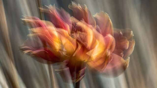 Vibrant motion blurred flower with fiery petals on a streaked background
