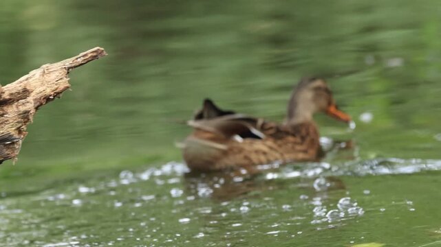 A female mallard on rotten wood, mallard jumps into the pond and swims away, female mallard swims and slurps water, waterfowl drinks water, drake follows female, Anas platyrhynchos