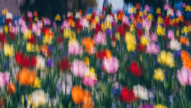 Vibrant field of flowers with artistic motion blur creating abstract