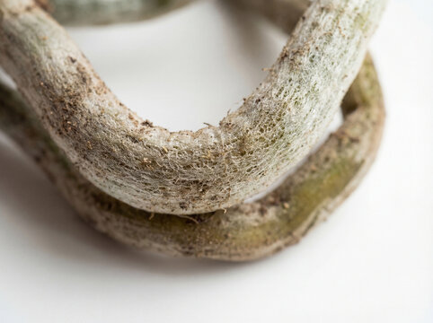 Macro of healthy orchid aerial roots with textured velamen on white background for botanical study and plant care