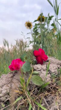 Rural Landscape with Red Roses and Sunflowers