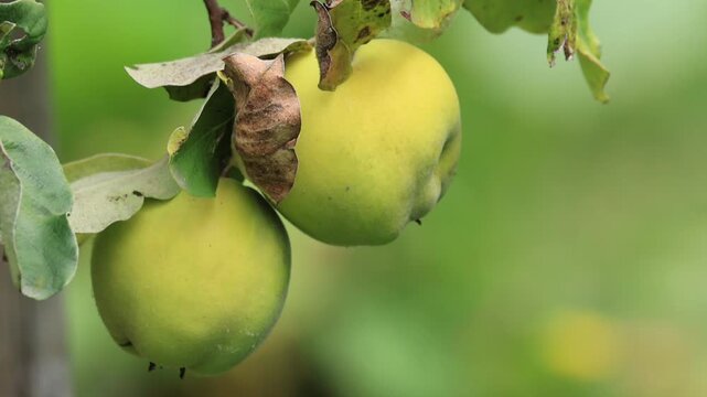 Two quinces ripening on one branch, almost ripe quinces, quince tree leaves, fruit in autumn, ripening fruit, harvest time, healthy, rich in vitamin C, Cydonia oblonga, soft background