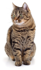 Obraz premium Large tabby cat sitting isolated on white background
