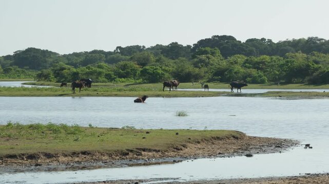 The water buffalo (Bubalus bubalis) herd in lake. Domestic water buffalo, Asian water buffalo, and Asiatic water buffalo in the Yala National Park in the morning