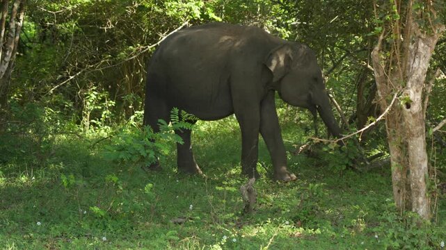 A wild elephant walks in the Yala National Park in the morning
