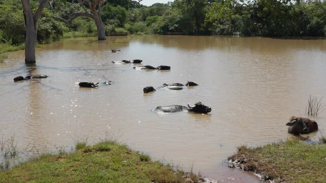 The water buffalo (Bubalus bubalis) herd in lake. Domestic water buffalo, Asian water buffalo, and Asiatic water buffalo in the Yala National Park in the morning