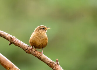 Obraz premium Small bird wren singing on a branch with natural background 