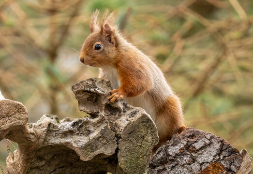 Close up of a cute snd curious little red squirrel in the Scottish woodland