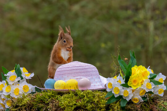 Easter scene with a scottish red squirrel in the woodland.  The curious squirrel has a pink easter bonnet and colourful easter egg decorations as well as bright yellow daffodils 