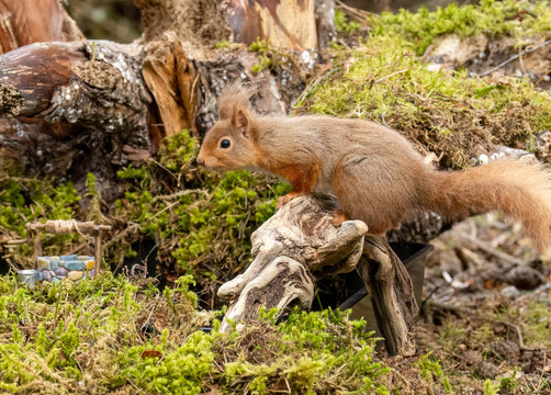 Close up of a cute snd curious little red squirrel in the Scottish woodland
