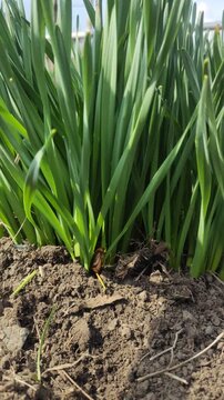 Macro video of cockchafer beetle digging in soil near fresh green spring grass. Close up nature footage showing insect behavior in natural habitat. Seasonal wildlife scene symbolizing spring, ecology 