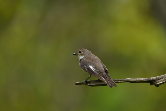 Trauerschn&auml;pper