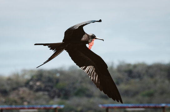 A male magnificent frigatebird (Fregata magnificens) in flight over the Galapagos Islands, Ecuador, displaying its distinctive red gular pouch and long, angular wings. 