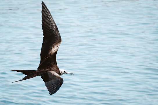A magnificent frigatebird (Fregata magnificens) glides effortlessly above the ocean in the Galapagos Islands, showcasing its long, narrow wings and distinctive forked tail.