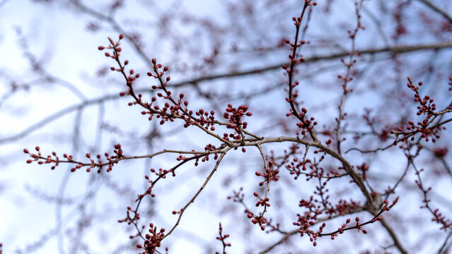 Bare branches hold tiny red berries against a pale sky