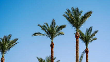 Obraz premium Tall palms stand against clear blue sky
