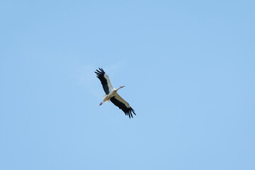 Fototapeta premium White stork with black wings flying in a clear blue sky. A bird in flight with widely spread wings against a clear sky background, symbolizing freedom, spring and wildlife