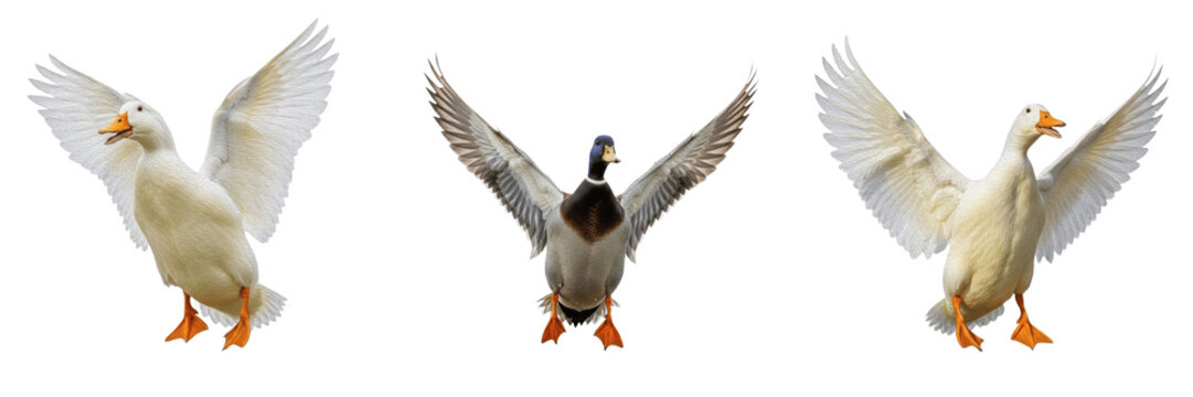 Duck and Mallard Set with Spread Wings Isolated on White Background - Domestic White Duck and Wild Mallard Poses