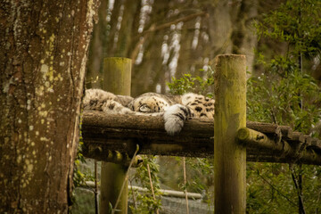 Sleeping snow leopard cub on a wooden platform in a zoo exhibit © Andrea