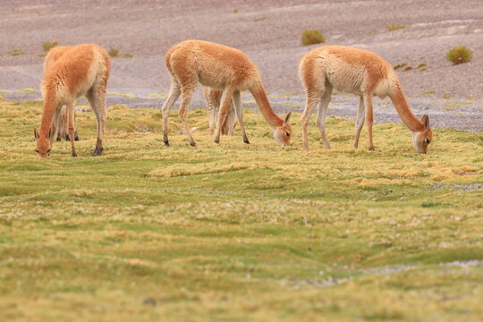 Vicuňa, Lama vicugna, Andes, Bolivia