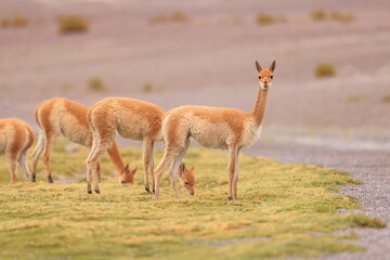 Vicuňa, Lama vicugna, Andes, Bolivia © Kamil