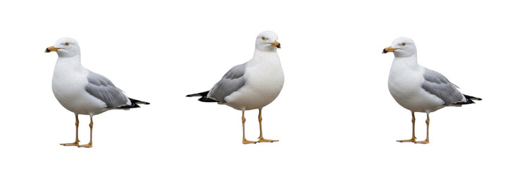Three Seagulls Standing Isolated on White Background   Ring-billed Gull Marine Bird Wildlife Photography