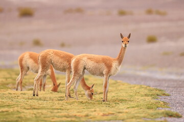 Vicuňa, Lama vicugna, Andes, Bolivia © Kamil