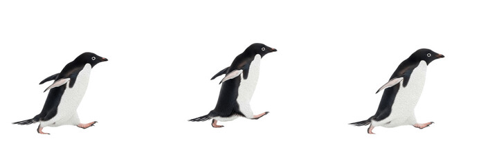 Adélie Penguin Walking Photography - Flightless Antarctic Bird Isolated Nature Graphics © Wazir
