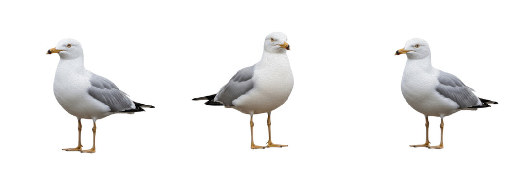Three Seagulls Standing Isolated on White Background | Ring-billed Gull Marine Bird Wildlife Photography