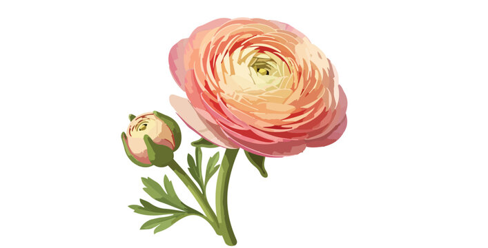 Flat design close up ranunculus flower head and bud with single stem leaf sprig isolated white background soft lighting vector illustration
