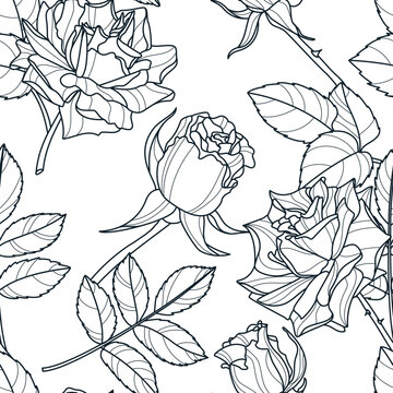 Vector seamless roses pattern . Floral spring design for fabric, textile, wrapping paper, wallpaper and surface patterns
