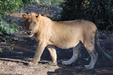 Fototapeta premium Afrikanischer Löwe / African lion / Panthera leo