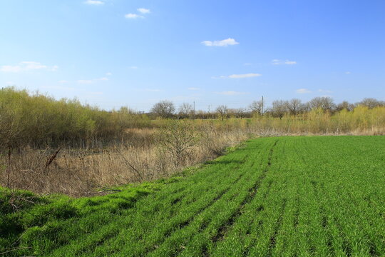 A grassy field with trees in the background with Midewin National Tallgrass Prairie in the background