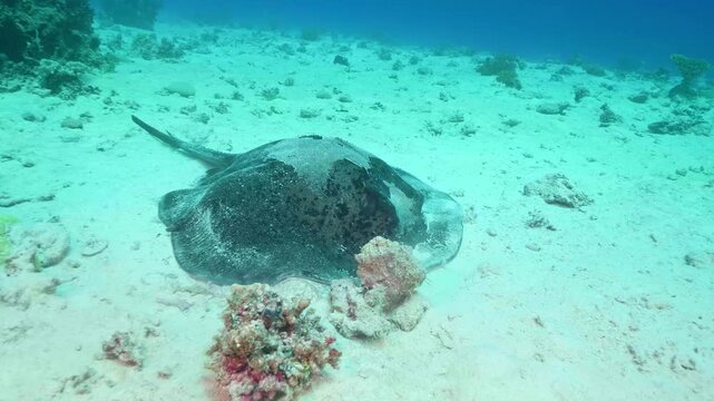 Underwater footage capturing a majestic stingray likely a Round Fantail Stingray or similar species gracefully gliding over a pristine sandy seafloor amidst scattered coral formations in vibrant, clea