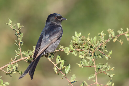 Gabelschwanzdrongo / Fork-tailed drongo / Dicrurus adsimilis