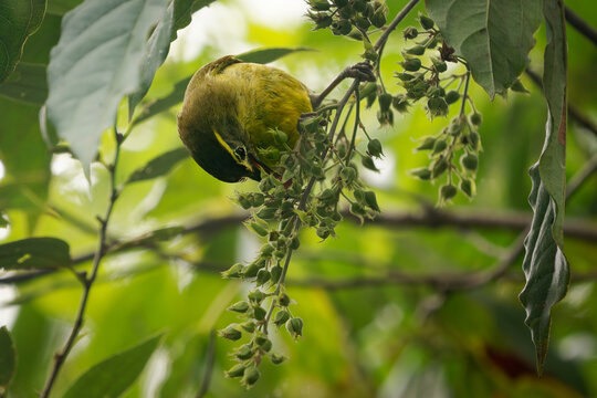 Eyebrowed heleia Heleia superciliaris feeding on green berries, olive-yellow plumage, yellow supercilium, foraging among leaves, montane forest, Flores, Indonesia, endemic bird