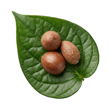 Betel Nuts on Fresh Green Betel Leaf