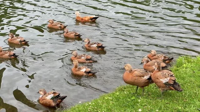 Mother and father Ruddy shelduck with her small ducklings on lake in the summer. It is a waterfowl of the duck family, similar to the common one. The bird has orange-brown plumage and a lighter head.