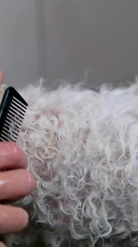 extremely tangled white dog fur being painfully brushed with a basic black comb. Concept of poor grooming results, anti-advertising home tools and need for professional pet care products.