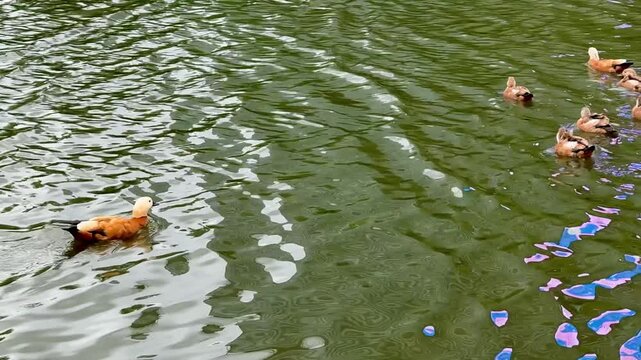 Mother and father Ruddy shelduck with her small ducklings on lake in the summer. It is a waterfowl of the duck family, similar to the common one. The bird has orange-brown plumage and a lighter head.
