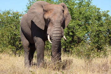 Fototapeta premium Afrikanischer Elefant / African elephant / Loxodonta africana