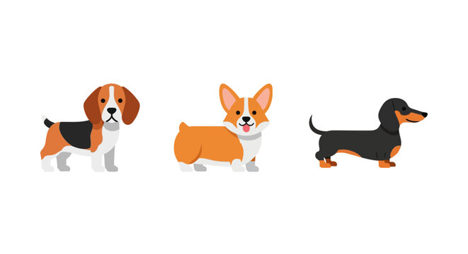 Colorful flat design of beagle corgi and dachshund dogs