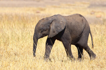 Fototapeta premium Afrikanischer Elefant / African elephant / Loxodonta africana