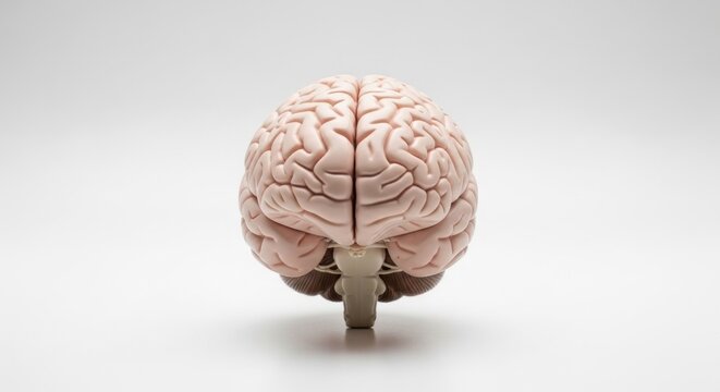 Anatomical brain model showcasing the intricate structure and complexity.