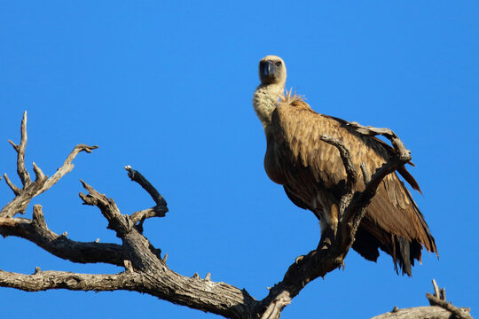 Wei&szlig;r&uuml;ckengeier / White-backed vulture / Gyps africanus