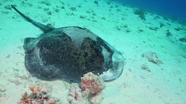 This footage shows giant stingray likely a Round Fantail or similar species gracefully glides and forages for food on the sandy bottom of a vibrant coral reef in crystal clear tropical waters.